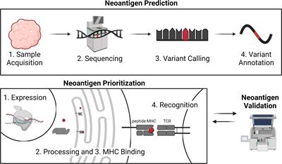 Frontiers | Cancer Neoantigens: Challenges And Future Directions For ...